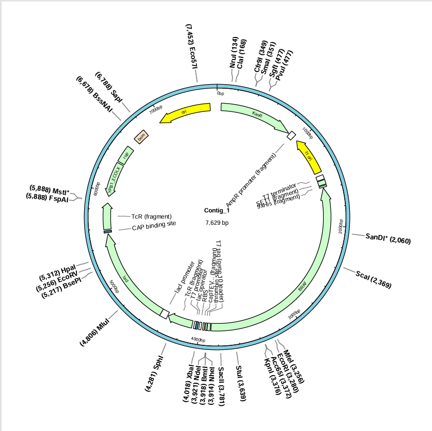 pET28a-BRAF(human)-BNCC