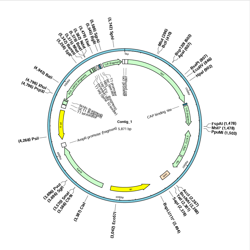 pET28a-NSP1(SARS-CoV-2)-BNCC