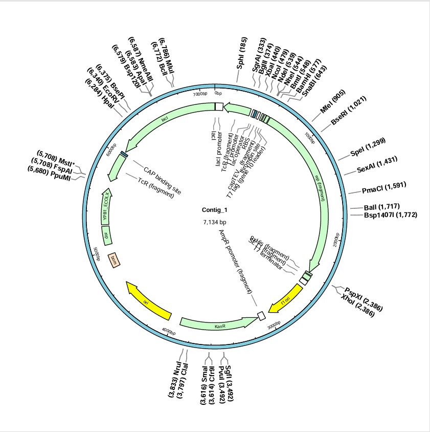 pET28a-NSP13(SARS-CoV-2)-BNCC