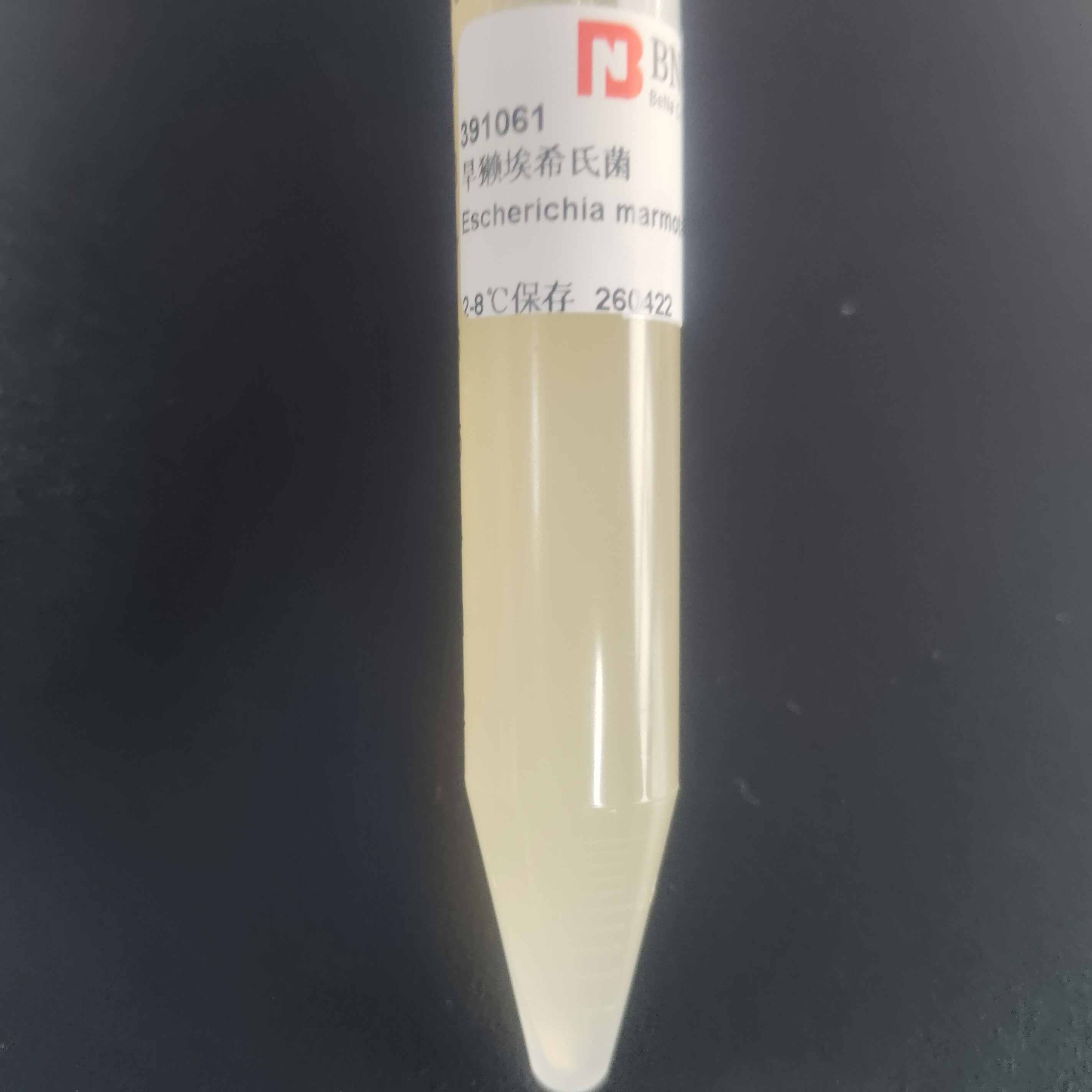 Escherichia hystrix-BNCC