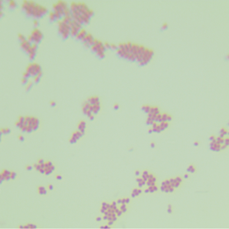 Escherichia hystrix-BNCC