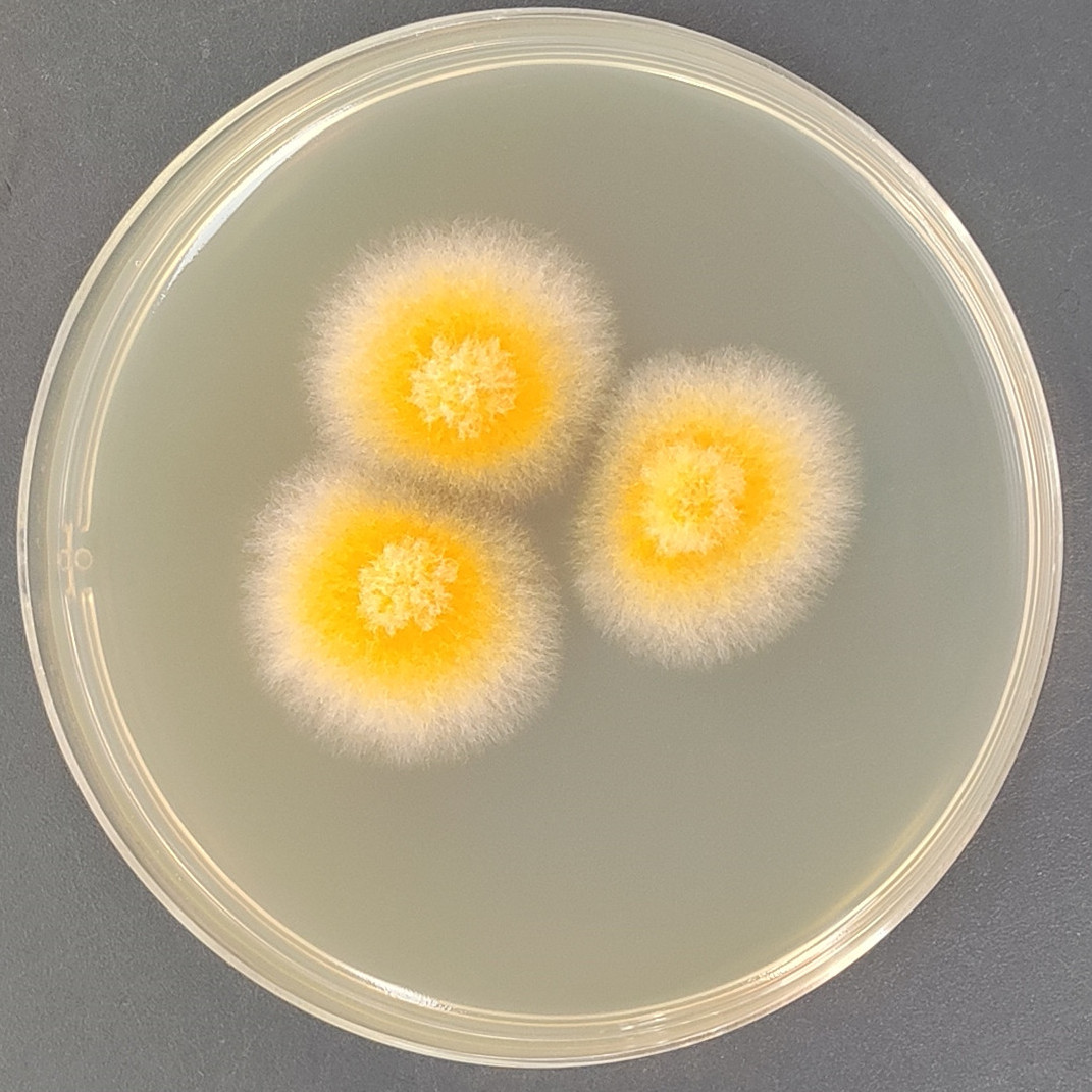 Trichoderma-BNCC