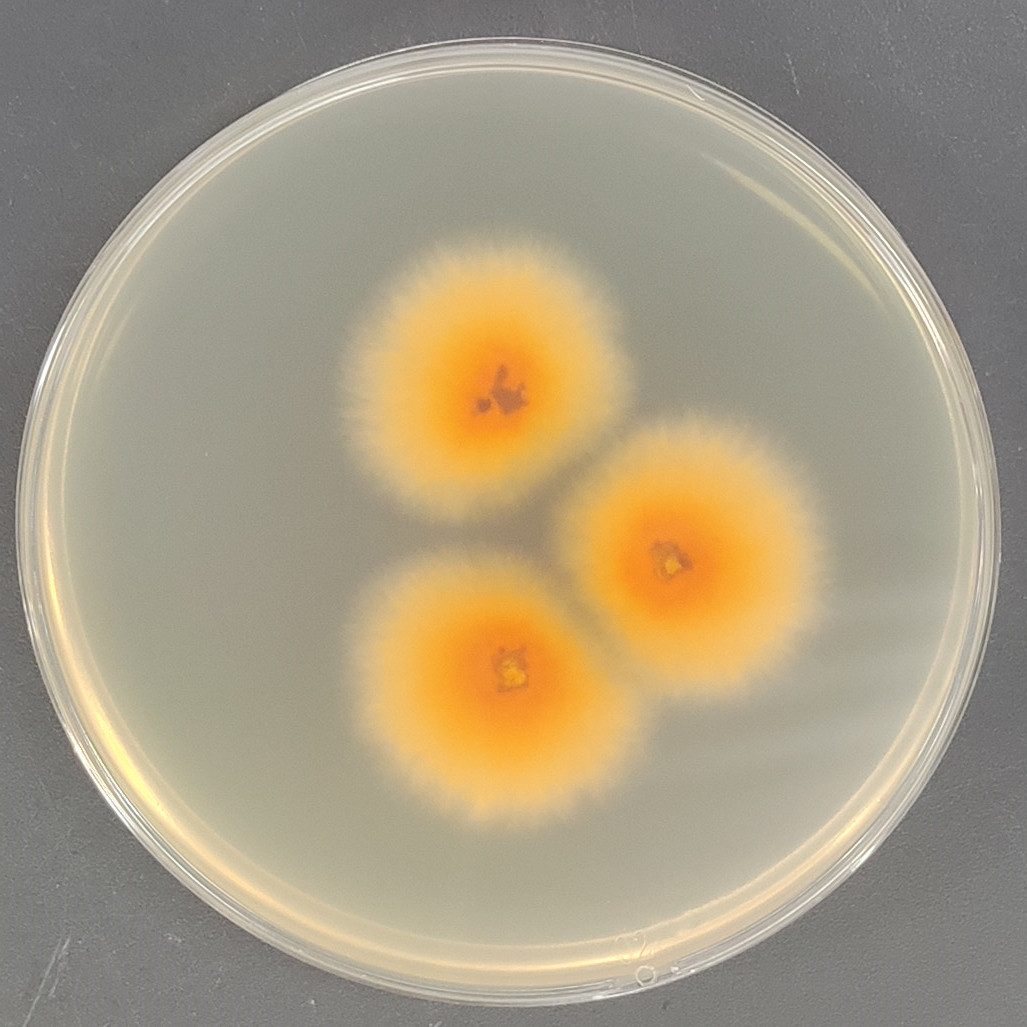 Trichoderma-BNCC