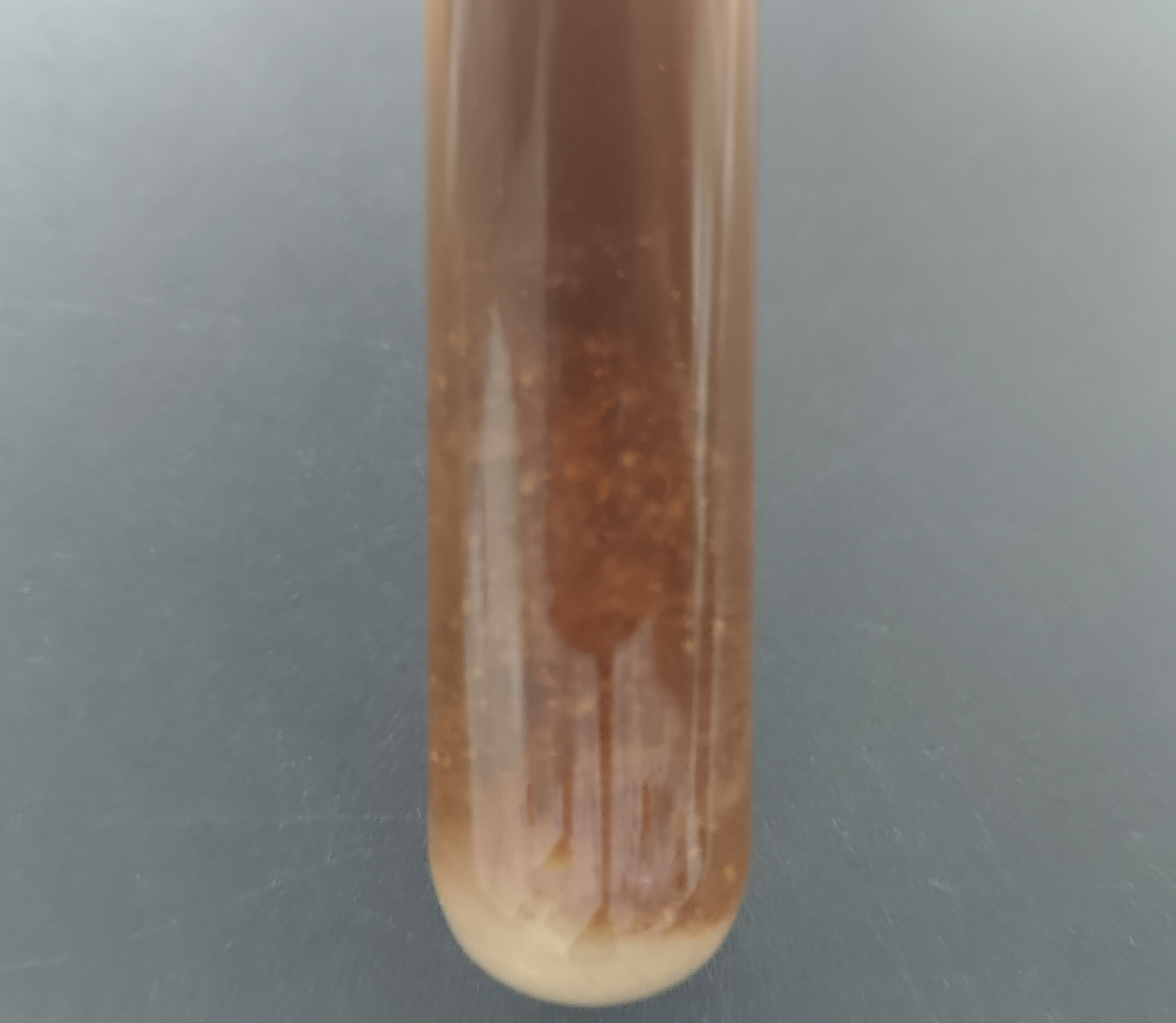 Xiangfang Lactobacillus-BNCC