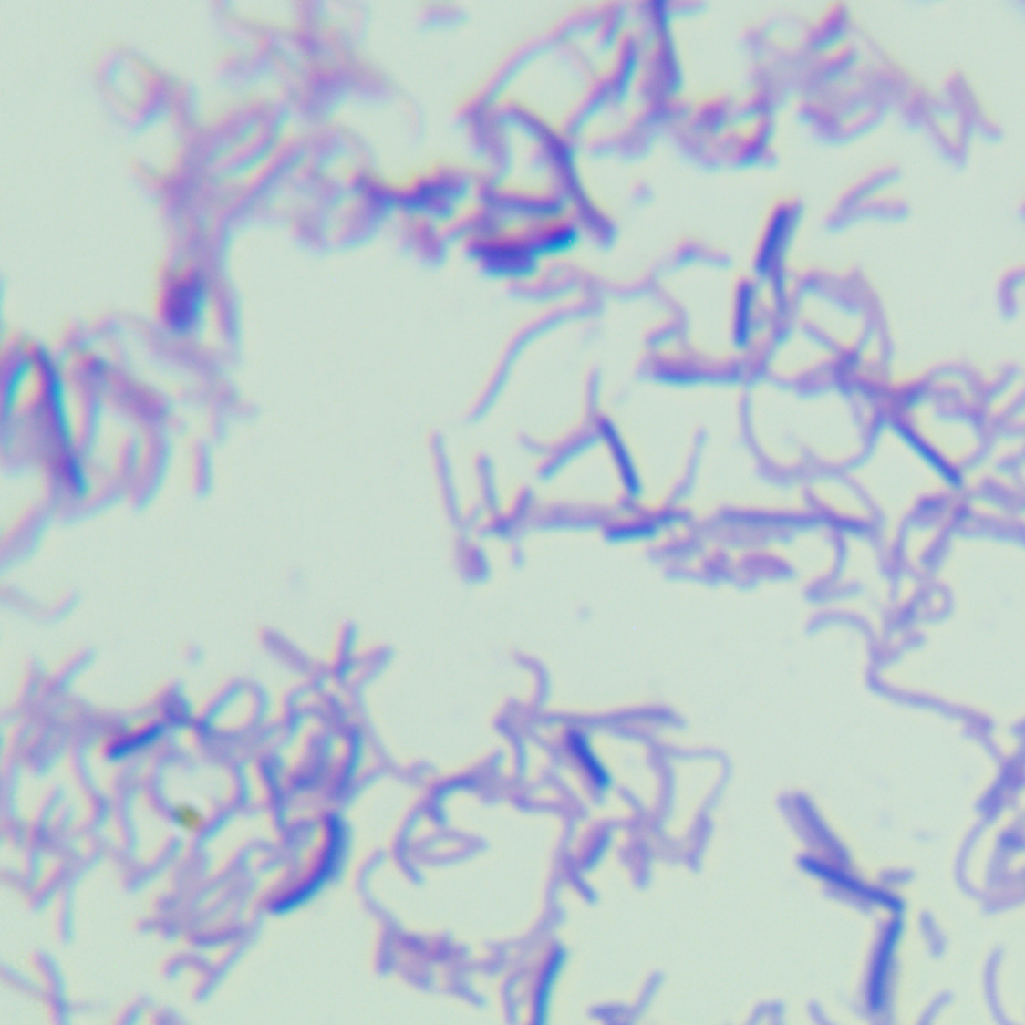 Xiangfang Lactobacillus-BNCC