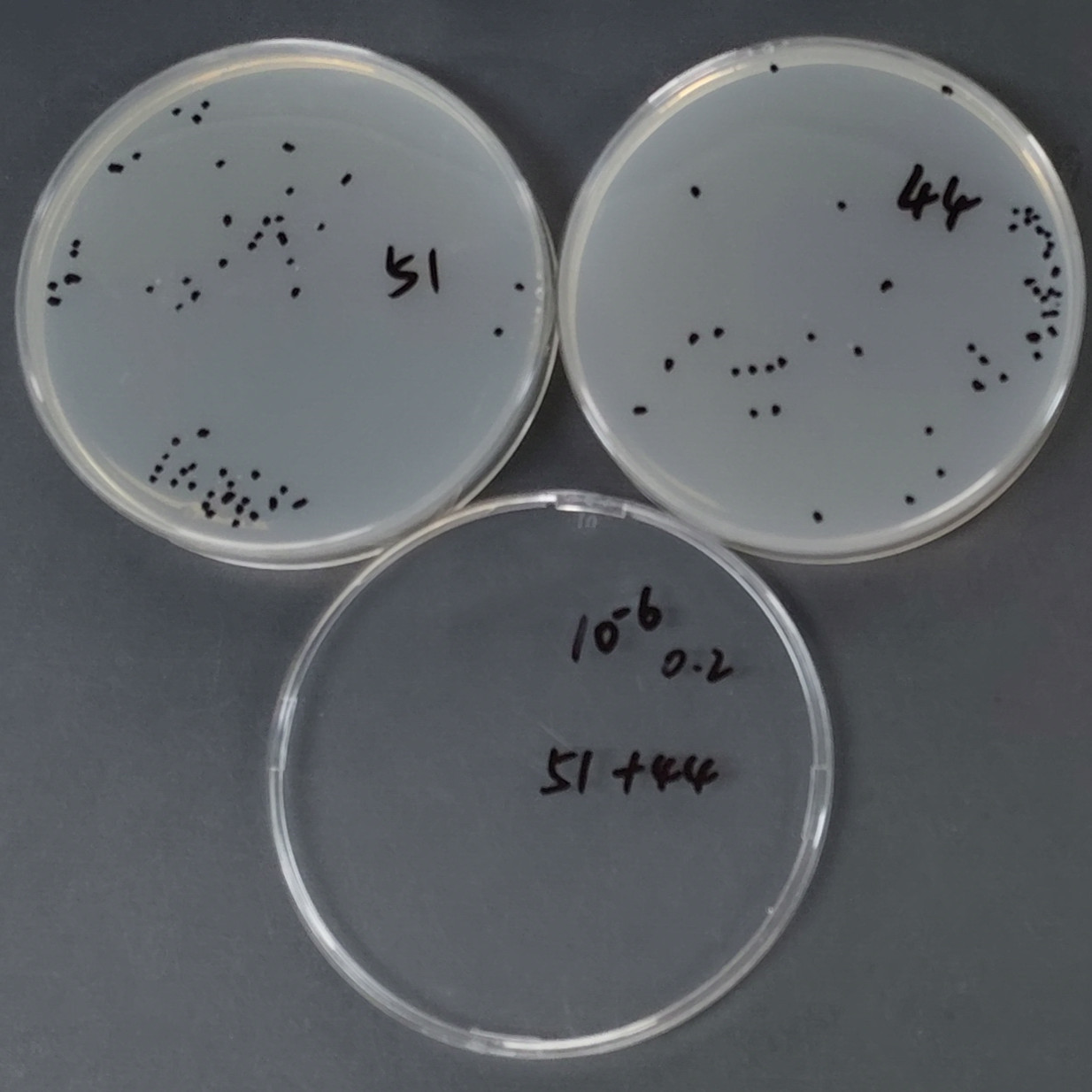 BCG pMV361 eGFP fluorescently labeled strain-BNCC
