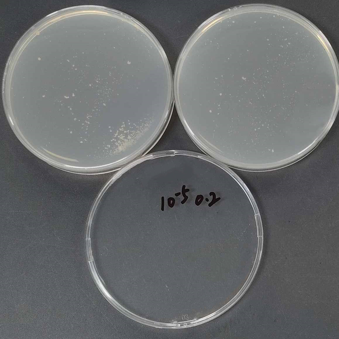 BCG pMV361 eGFP fluorescently labeled strain-BNCC