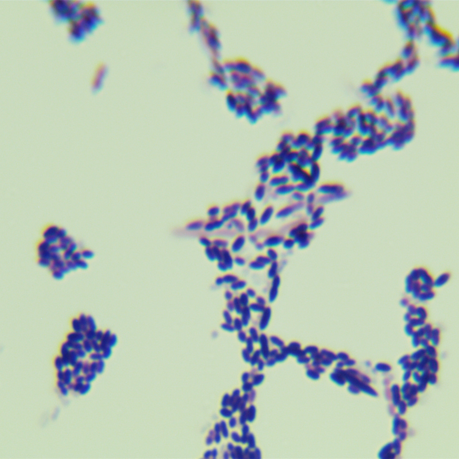 Bacillus stearothermophilus-BNCC