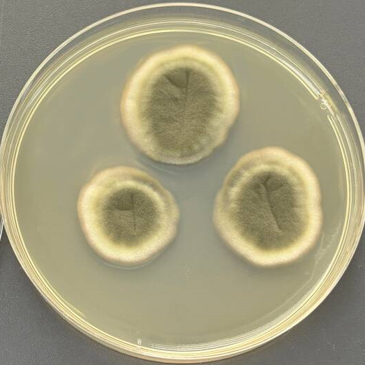 Cladosporium spores-BNCC