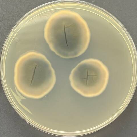 Cladosporium spores-BNCC