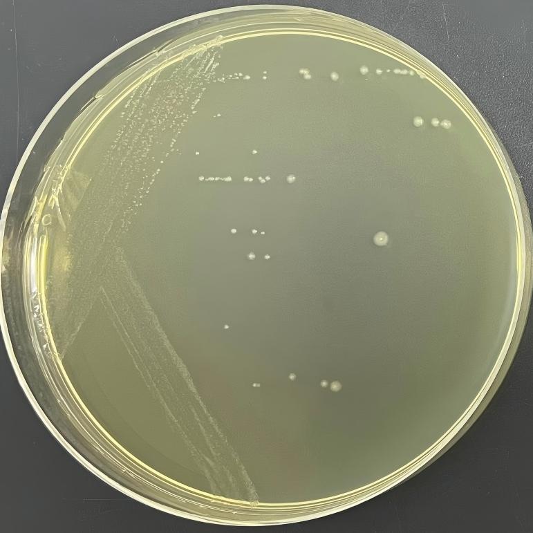 Nematophilic Bacillus subtilis NEM1a-BNCC