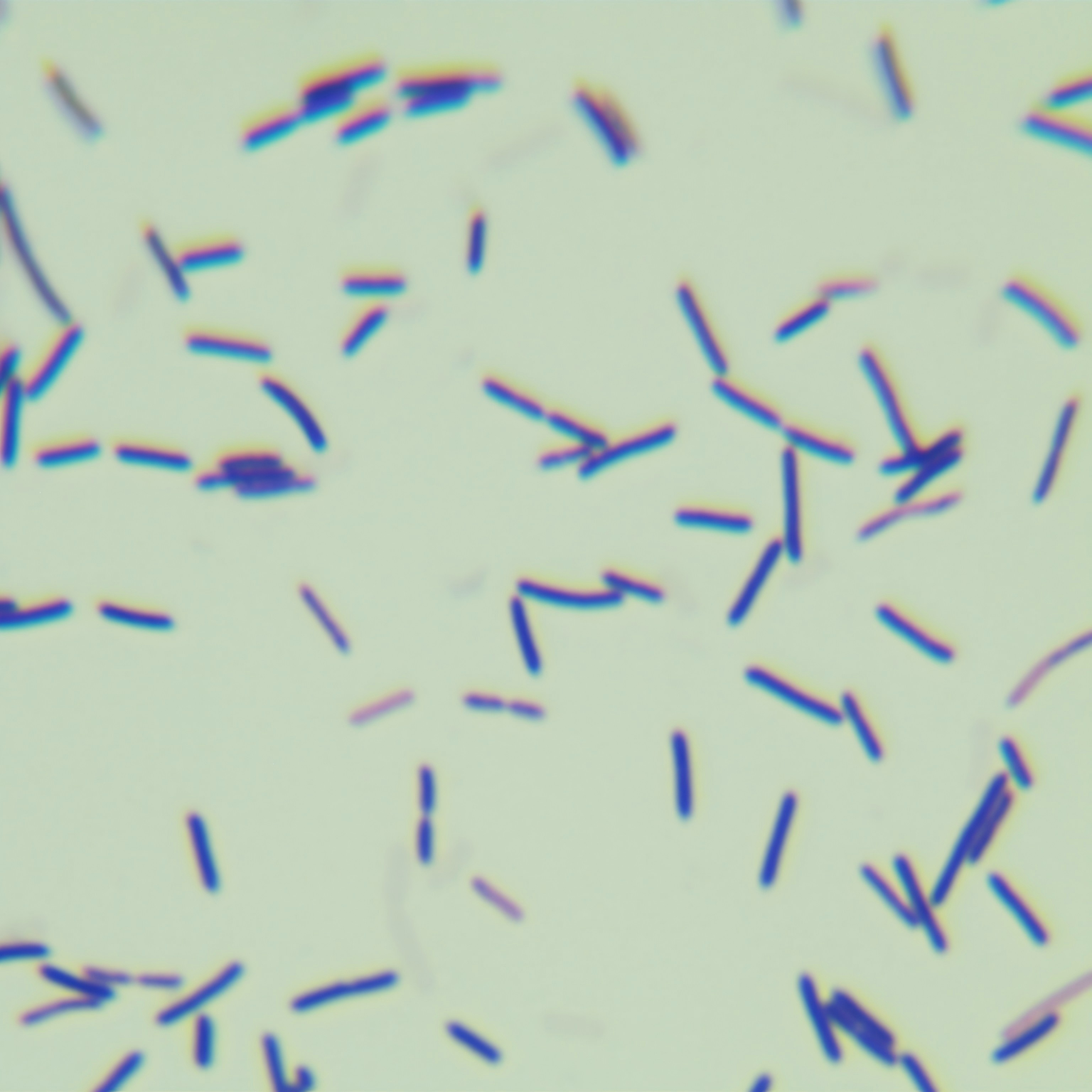 Nematophilic Bacillus subtilis NEM1a-BNCC
