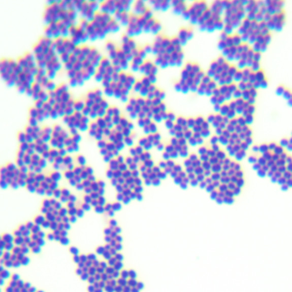 Kochia genus-BNCC
