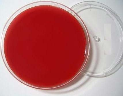 Luoma Streptococcus DNA standard-BNCC