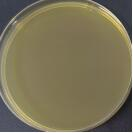 Hermann's Escherichia coli DNA standard-BNCC