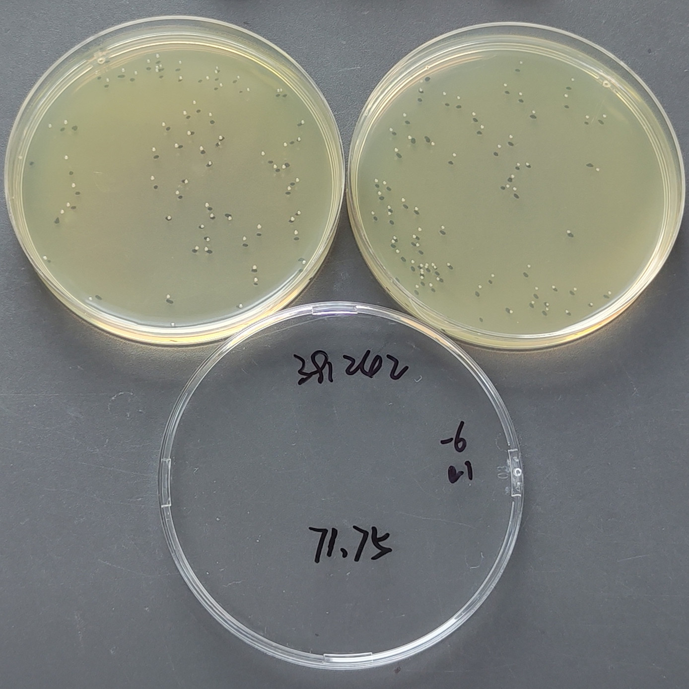 Escherichia coli-BNCC