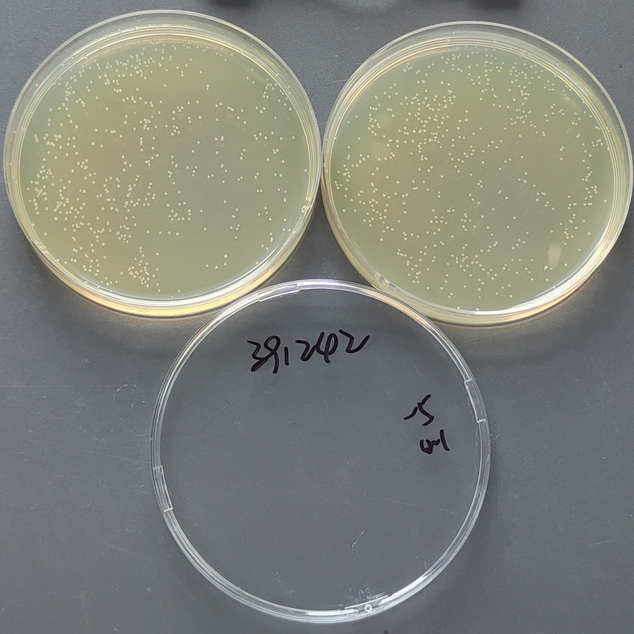 Escherichia coli-BNCC