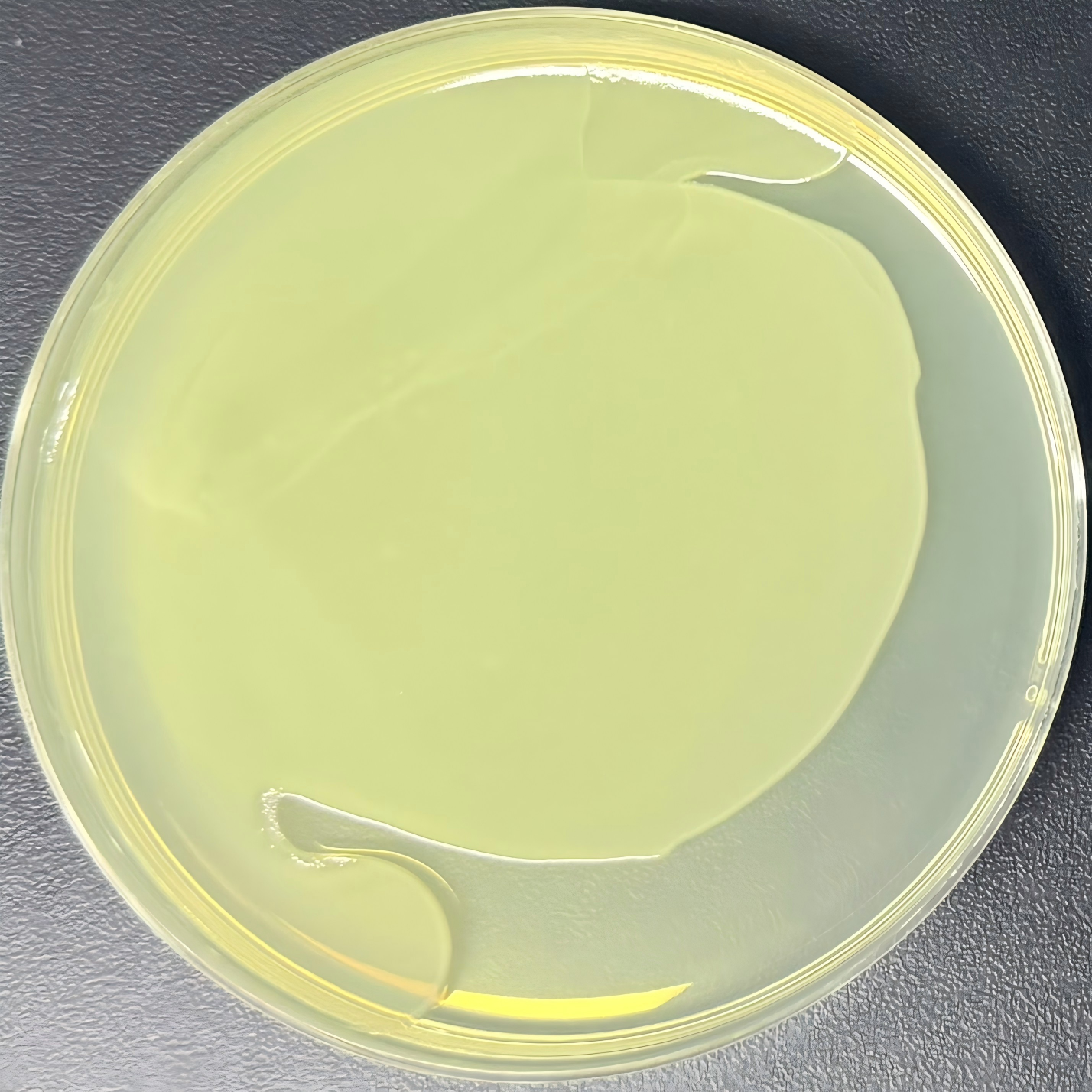 DH5α (containing pET-32a (low-copy) plasmid) E. coli-BNCC