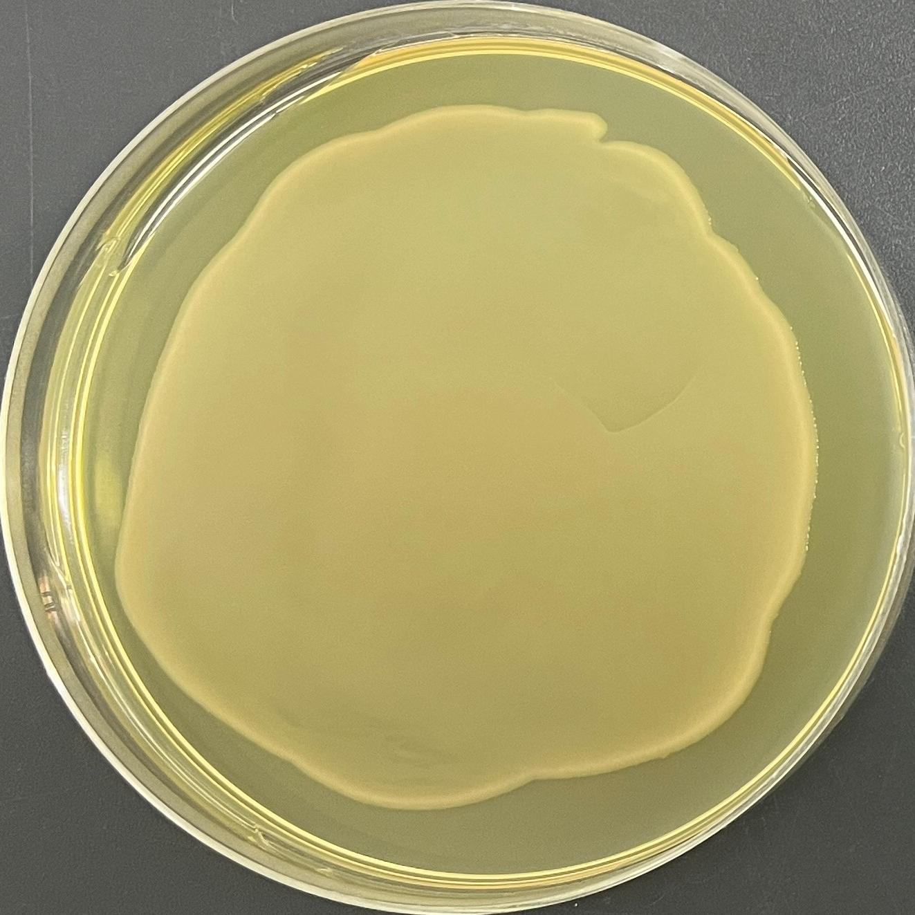 DH5α (containing pEC-XK99E plasmid) E. coli-BNCC