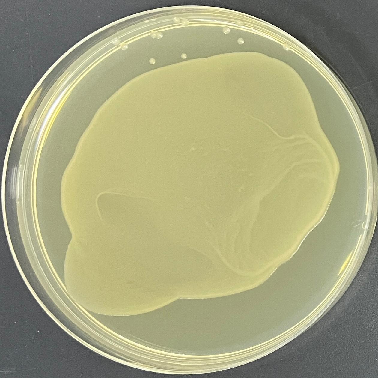 DH5α (containing pBR322 plasmid) E. coli-BNCC