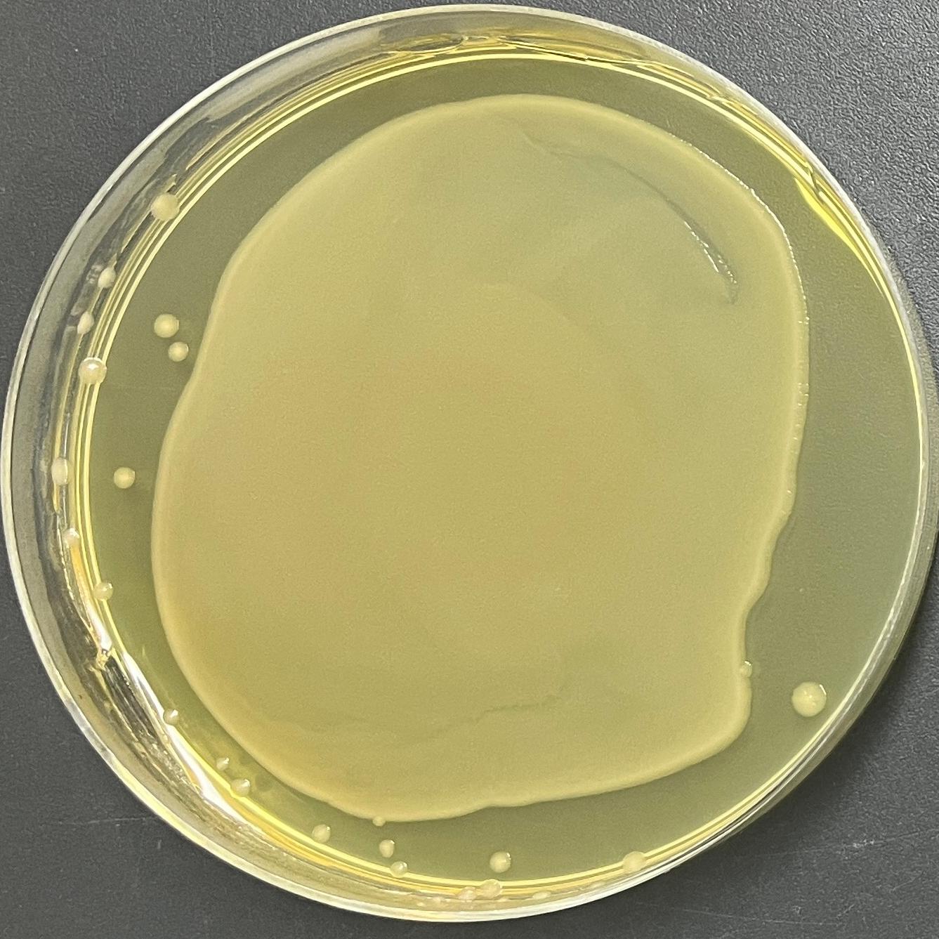DH5α (containing pRL-TK plasmid) E. coli-BNCC