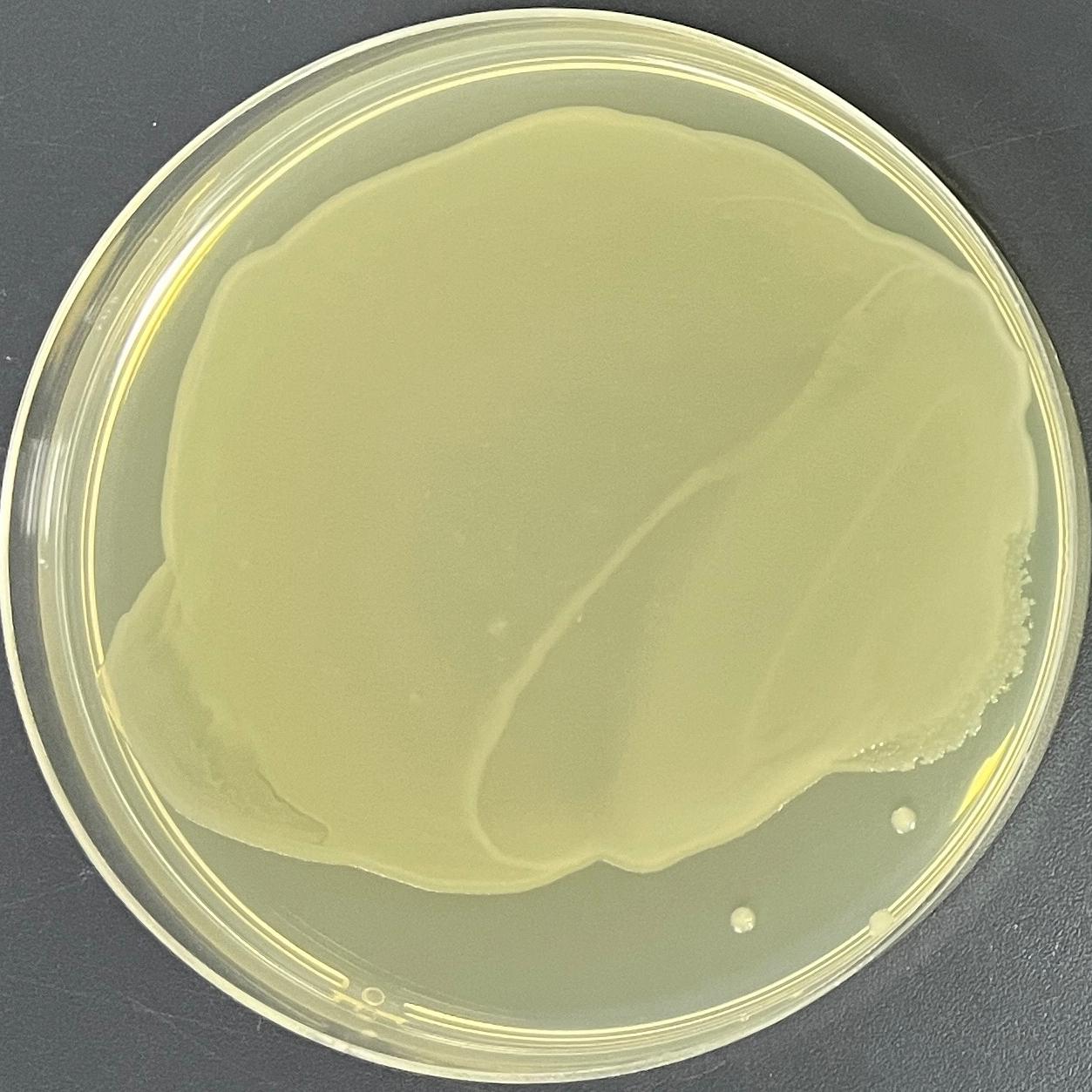 DH5α (containing pESC-LEU plasmid) E. coli-BNCC