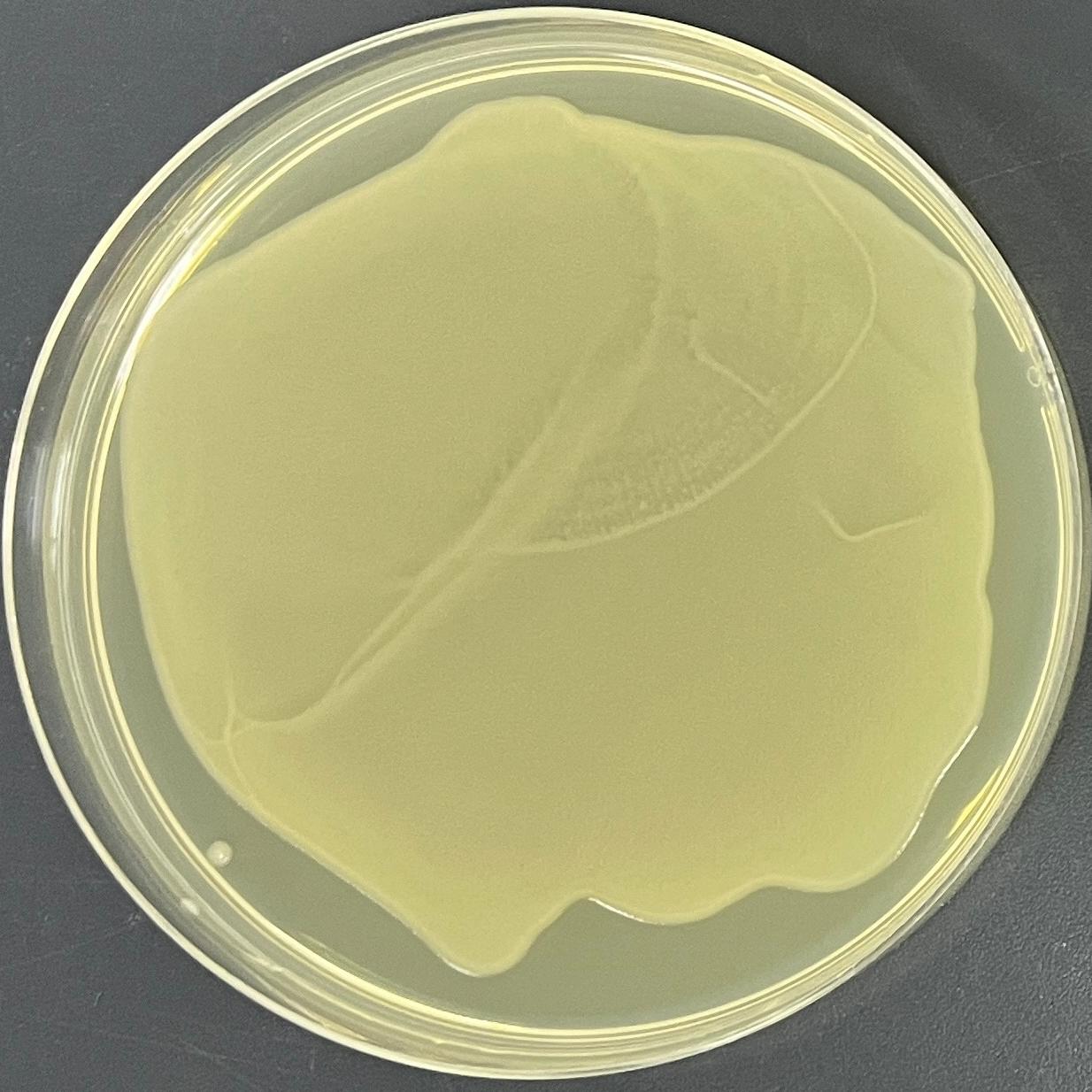 Stbl3 (containing pX459 V2.0 plasmid) E. coli-BNCC