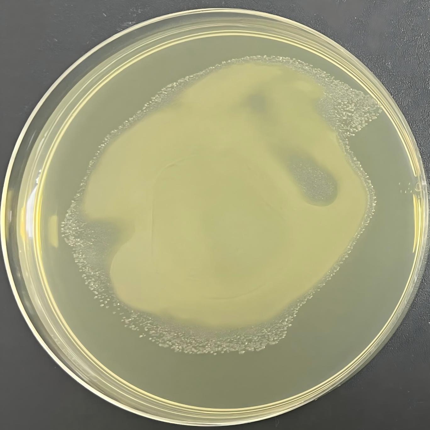 Stbl3 (containing LentiCRISPR V2 plasmid) E. coli-BNCC