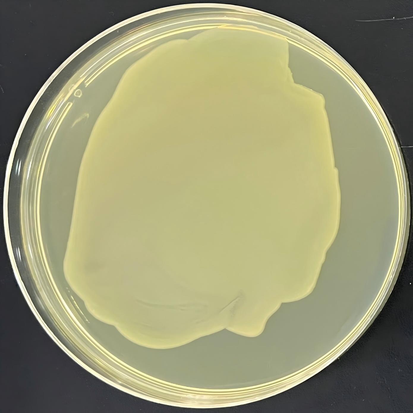 DH5α (containing pUC57-pNZ8148 plasmid) E. coli-BNCC