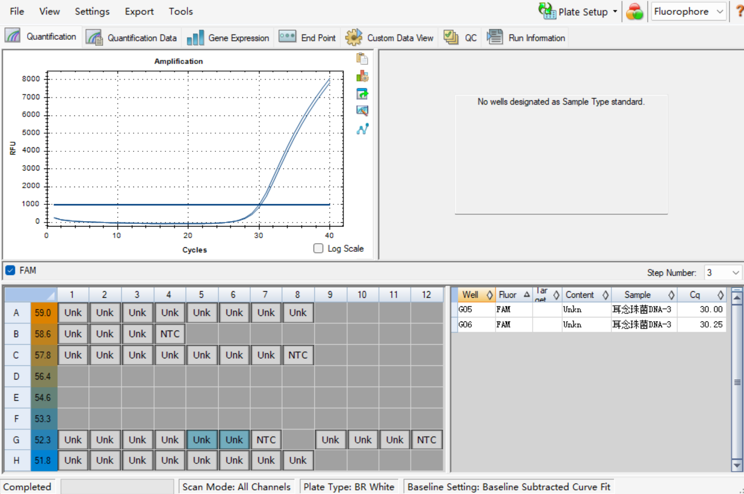 Ear Candida DNA standard-BNCC