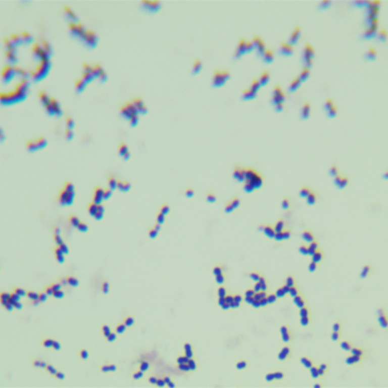 Streptococcus infantum-BNCC