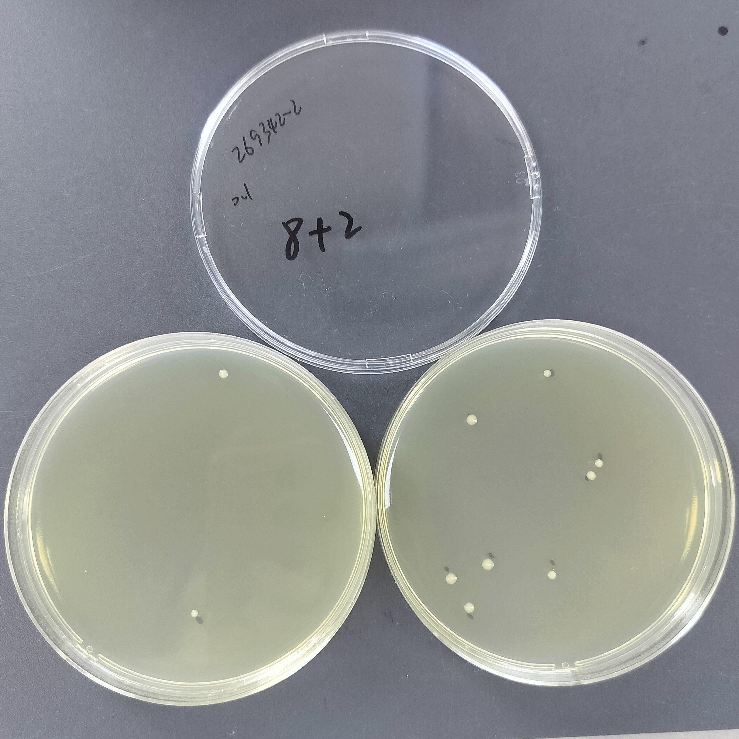 Quantitative strain of Escherichia coli-BNCC