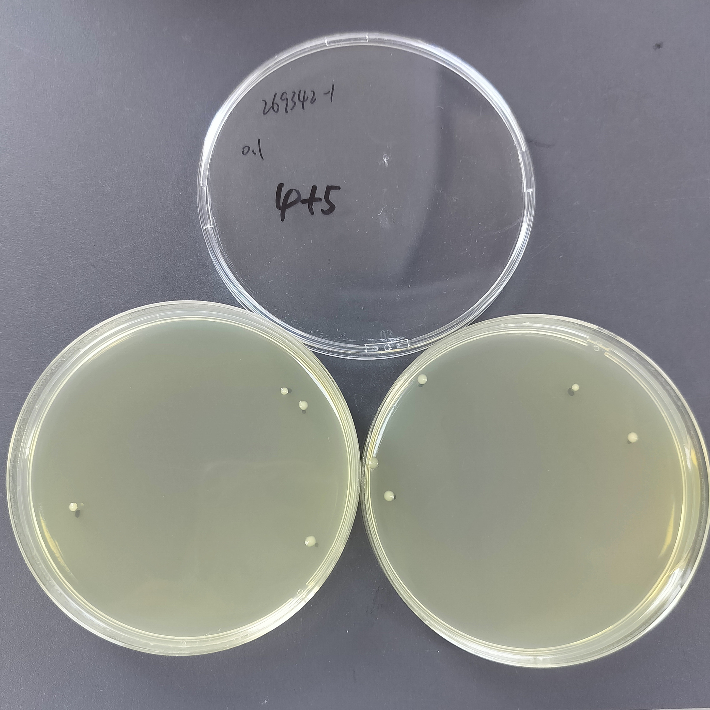 Quantitative strain of Escherichia coli-BNCC