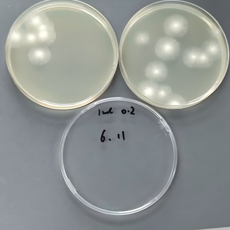 Quantitative Aspergillus brasiliensis Strain-BNCC
