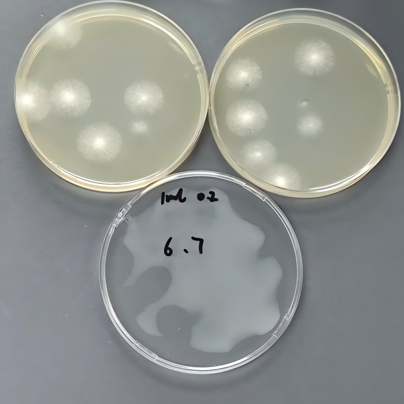 Quantitative Aspergillus brasiliensis Strain-BNCC