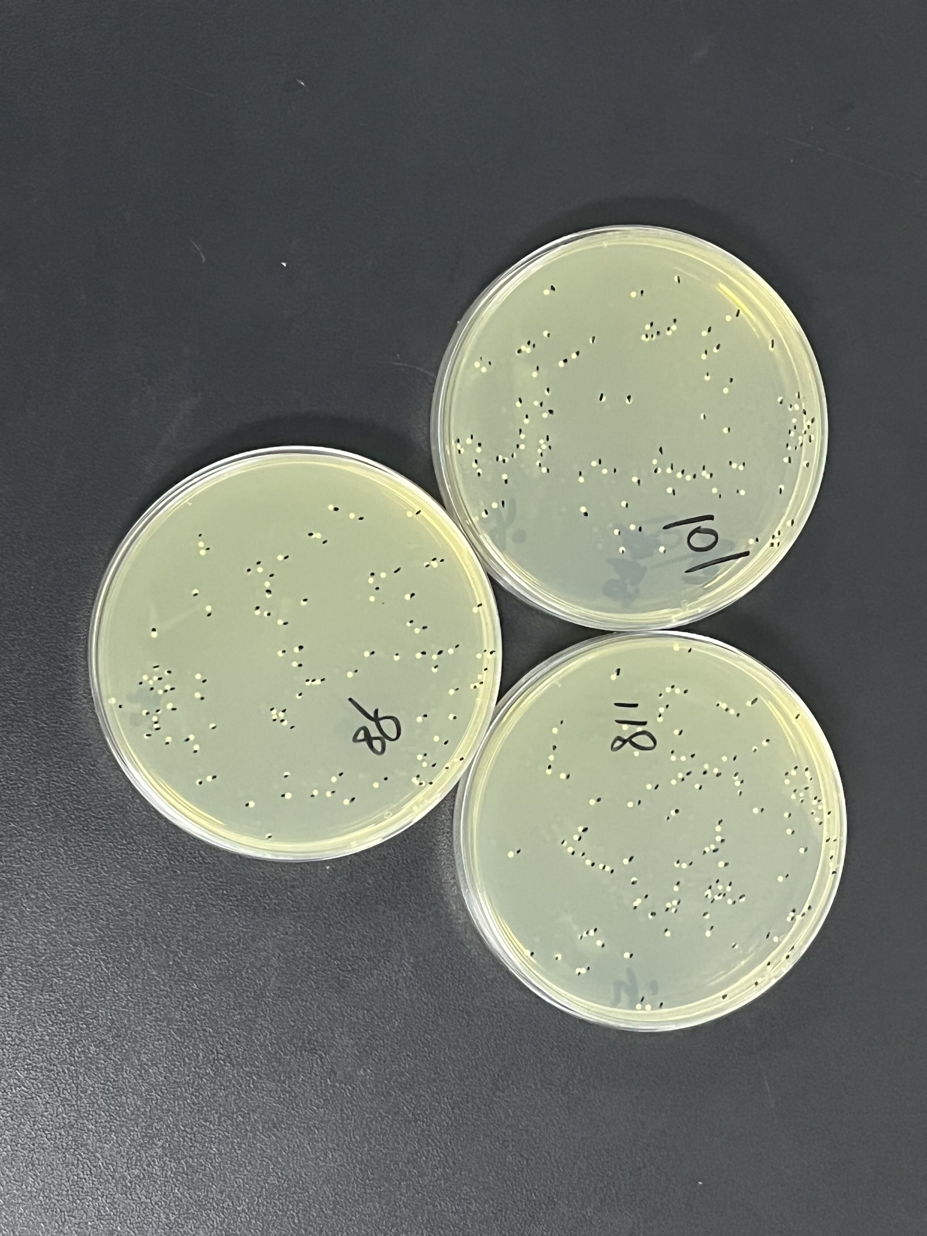 Seawater Enterococcus control sample (filter membrane method)-BNCC