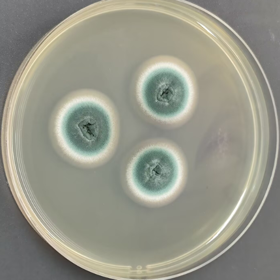 Aspergillus polycephalus-BNCC