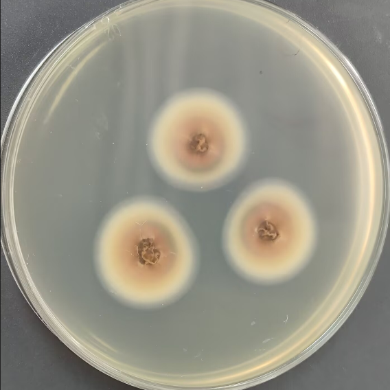 Aspergillus polycephalus-BNCC