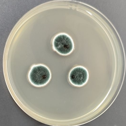 Aspergillus polycephalus-BNCC