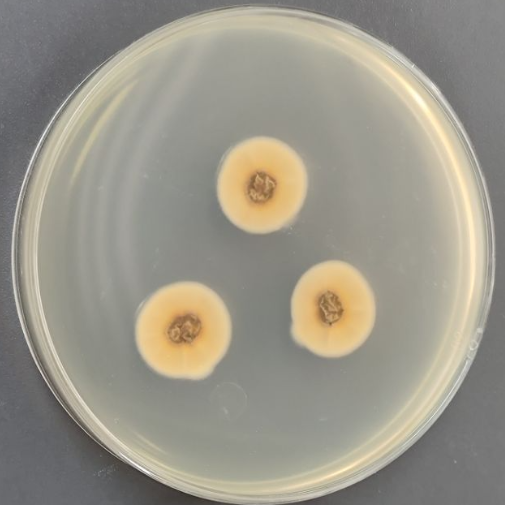 Aspergillus polycephalus-BNCC
