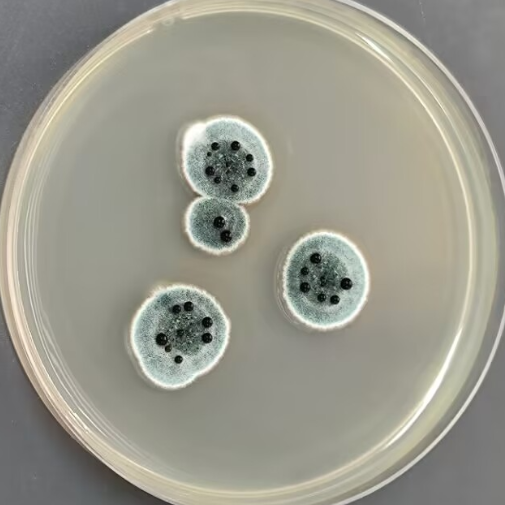Aspergillus polycephalus-BNCC