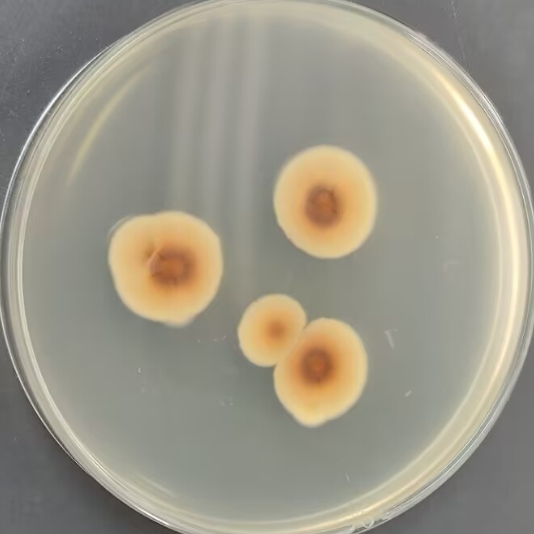 Aspergillus polycephalus-BNCC