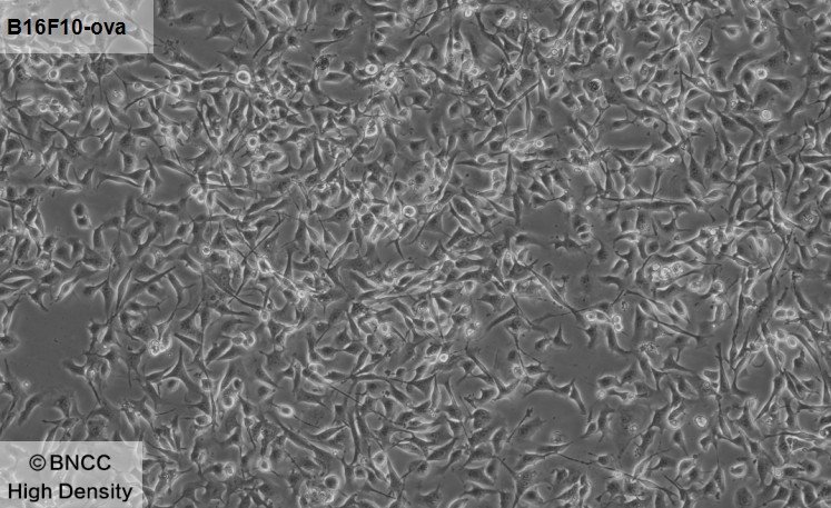 Mouse melanoma cells transfected with OVA-BNCC