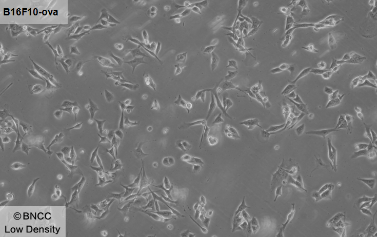 Mouse melanoma cells transfected with OVA-BNCC