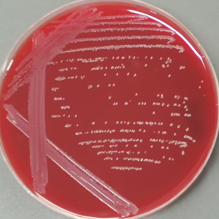 Human gut microbiota-BNCC