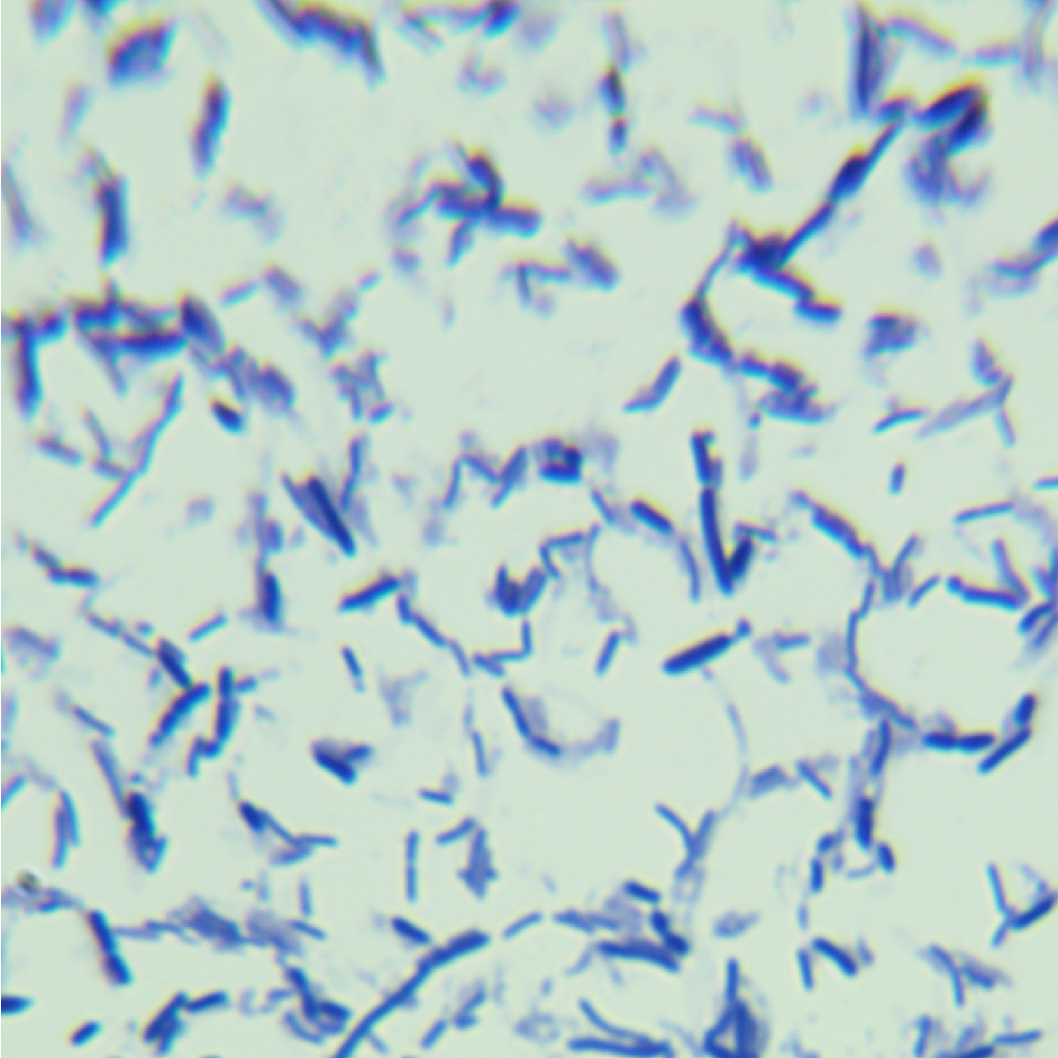 Human gut microbiota-BNCC
