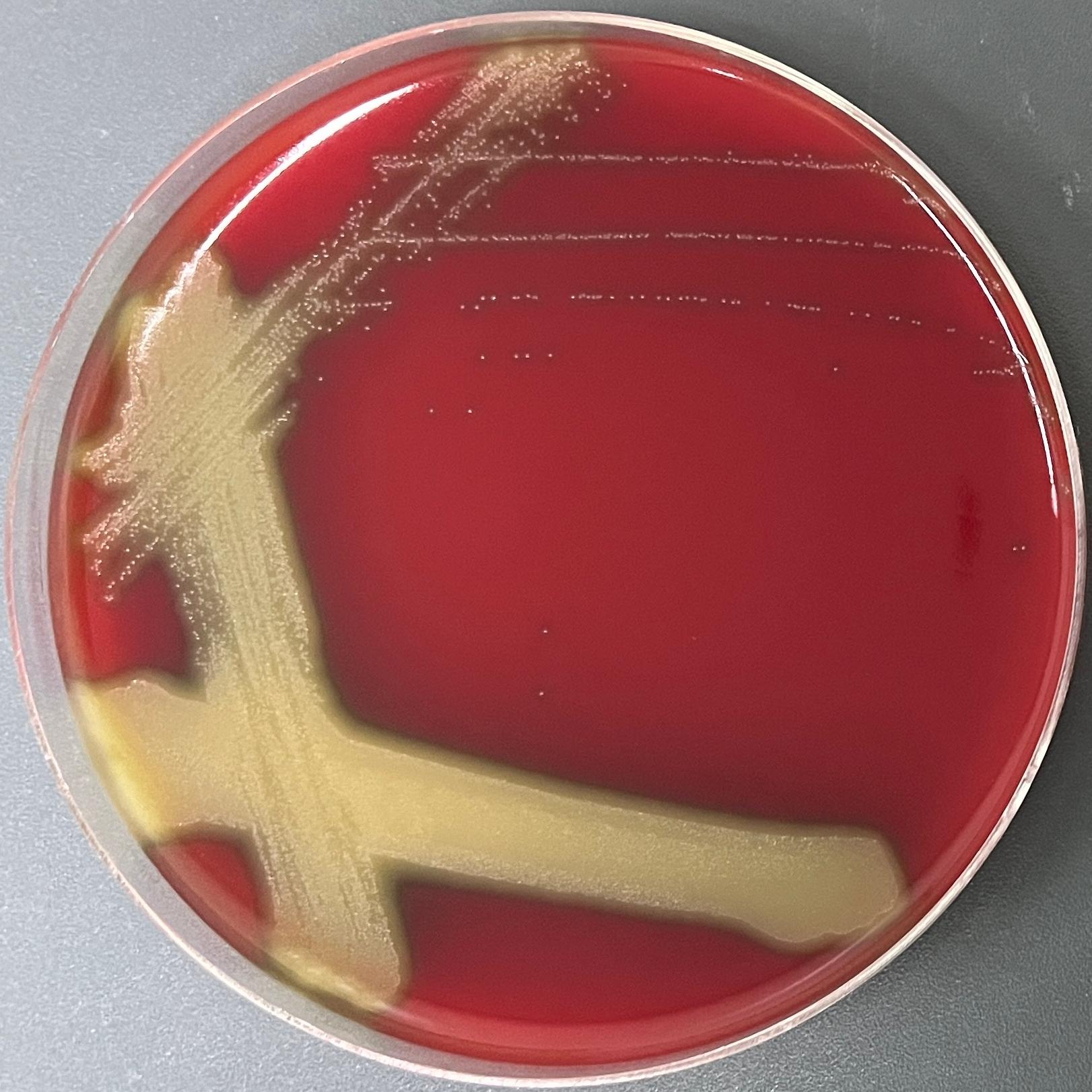 Streptococcus pneumoniae-BNCC