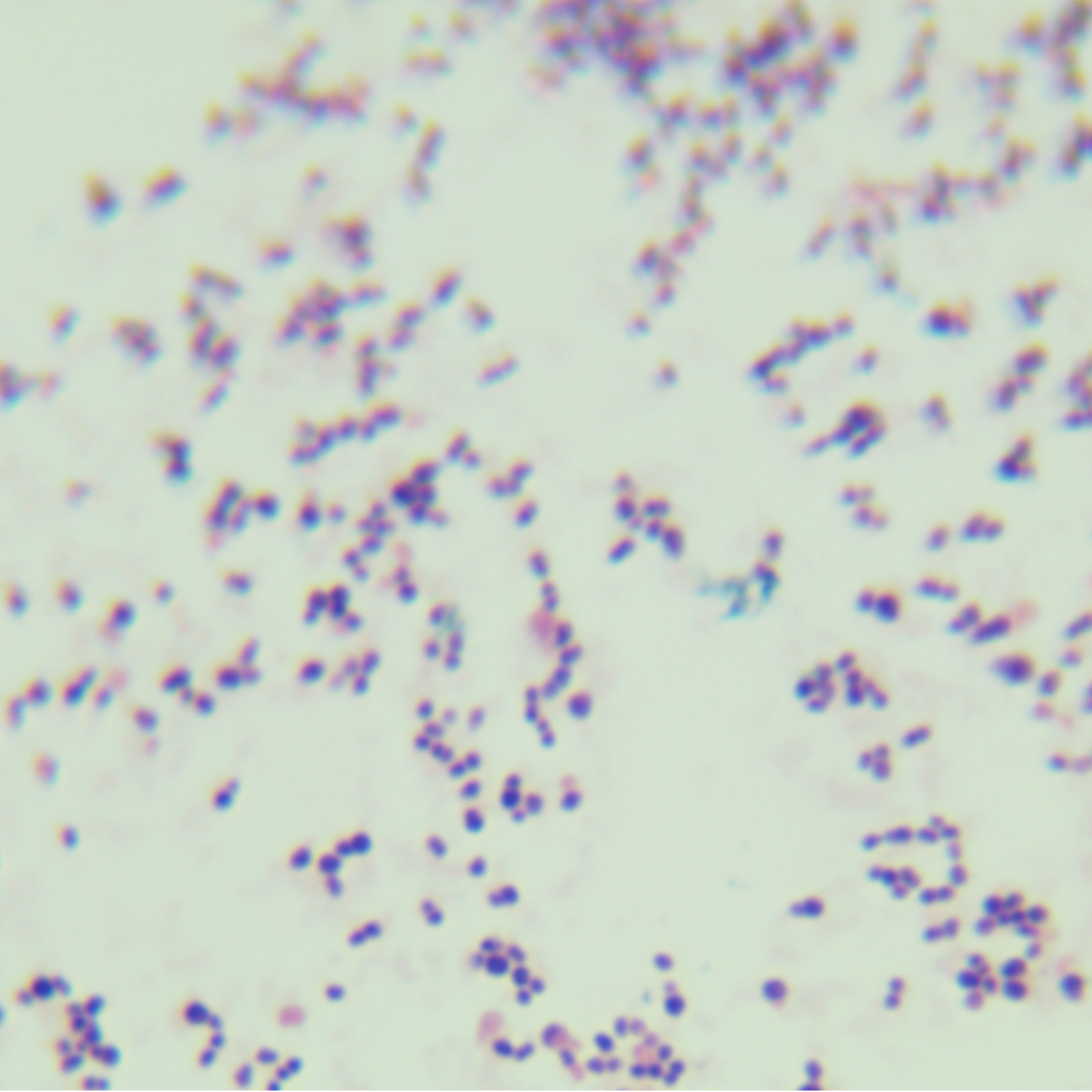 Streptococcus pneumoniae-BNCC