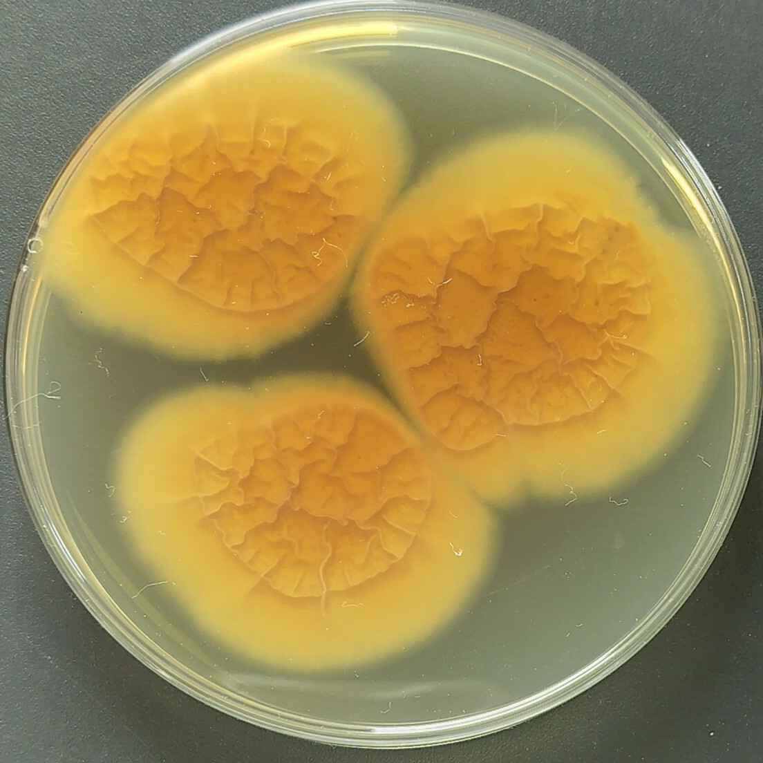 Aspergillus polyglottus-BNCC