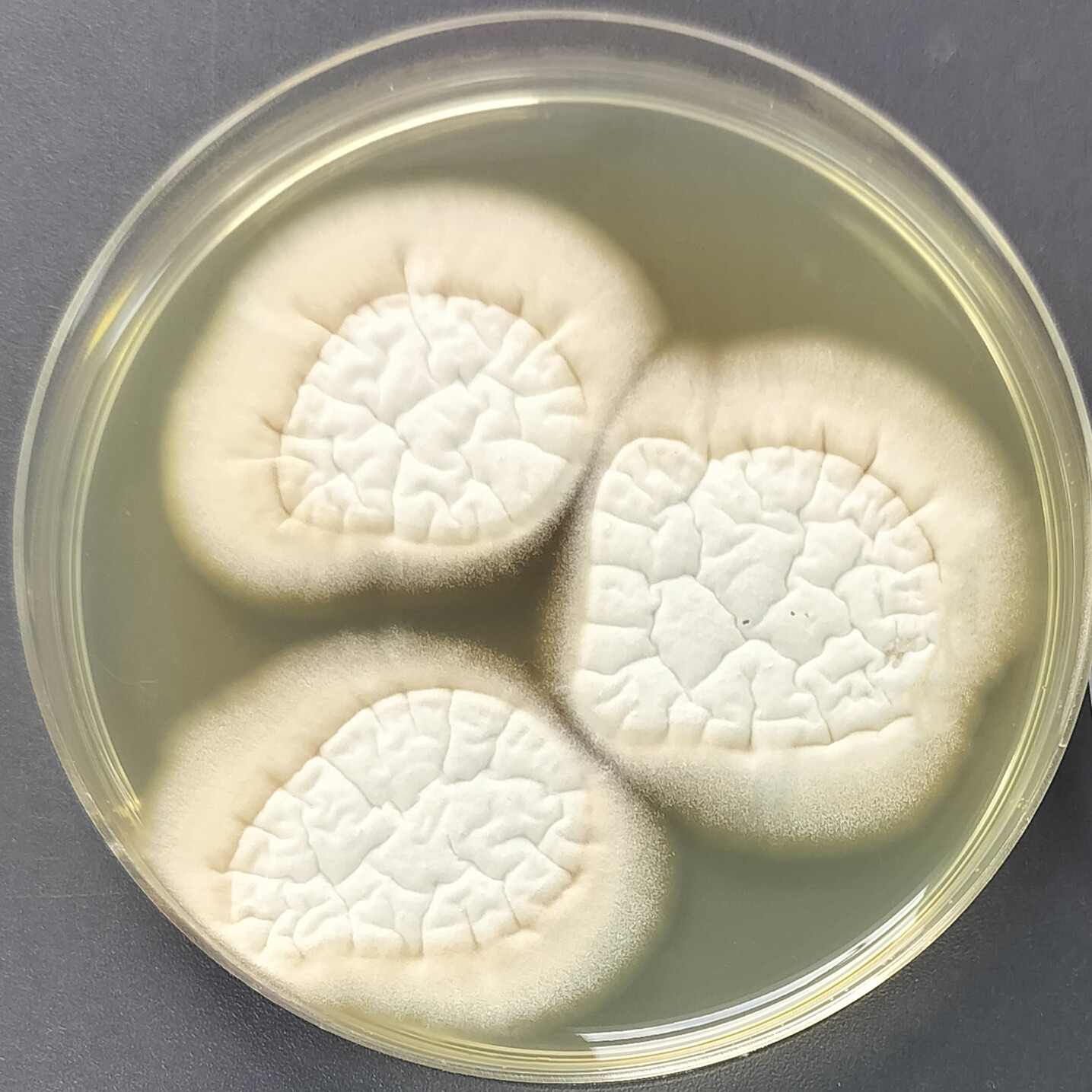 Aspergillus polyglottus-BNCC